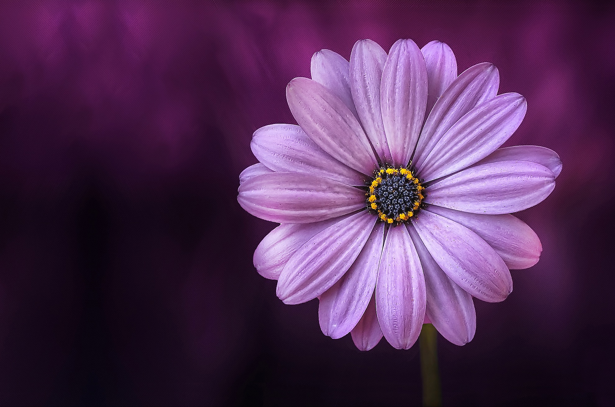 flower-purple-lical-blosso.jpg